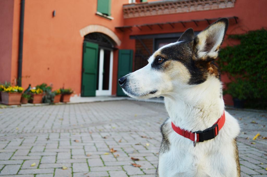 B&B L'Alberone Budrio  Zewnętrze zdjęcie